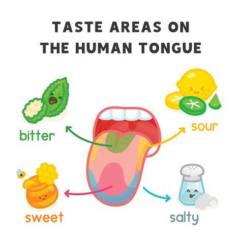 taste areas on the human tongue diagram chart in science subject kawaii doodle vector cartoon ...