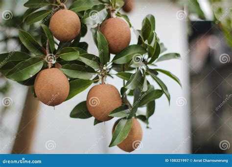 Sapota fruit on tree stock image. Image of sapodilla - 108321997