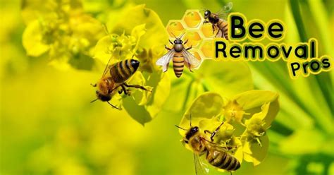 Honey Bee Nest Removal Service | Beeremovalpros