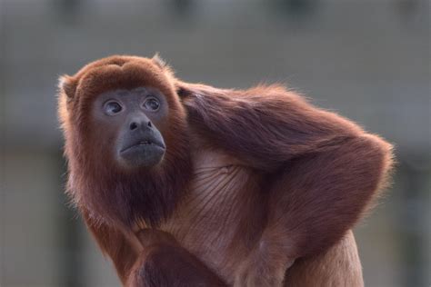 Zoos And Wildlife Parks Will Re-Open Again From Next Monday - The Yorkshireman