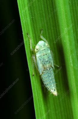 Green Rice Leafhopper nymph - Stock Image - C027/3125 - Science Photo ...