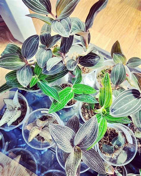 Jewel Orchid: Plant Care & How to Grow | Plantcarefully