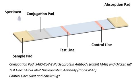 New Product: COVID-19 Antigen Test Kit