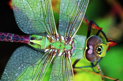 Green Darner Dragonfly Photograph by Animal Images