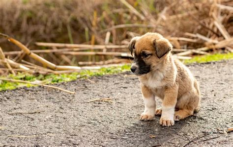 Amazing Anatolian Shepherd Colors - Ultimate Guide - MetaWoofs