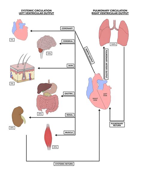 CrossFit | The Heart, Part 8: Pulmonary and Systemic Circulation