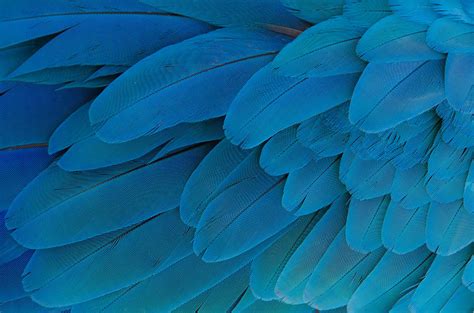 Blue Parrot Feathers Photograph by Cora Rosenhaft - Fine Art America