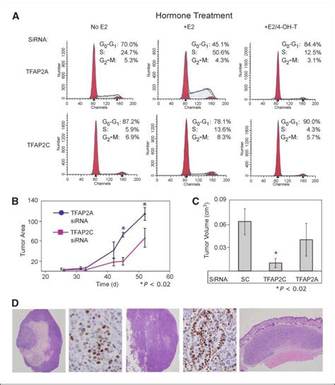 TFAP2C controls mitogenic response to estrogen and hormone-responsive... | Download Scientific ...