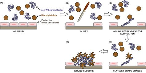 Von Willebrand factor – the blood vessel plumber – Atlas of Science