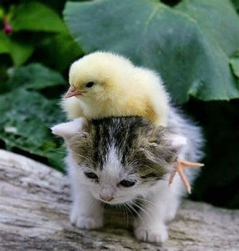 Funny little Duck and Cat ~ Lovely Cool Photo of the Day