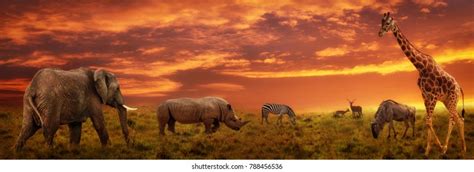 African Sunset Panoramic Background Silhouette Animals Stock Photo ...