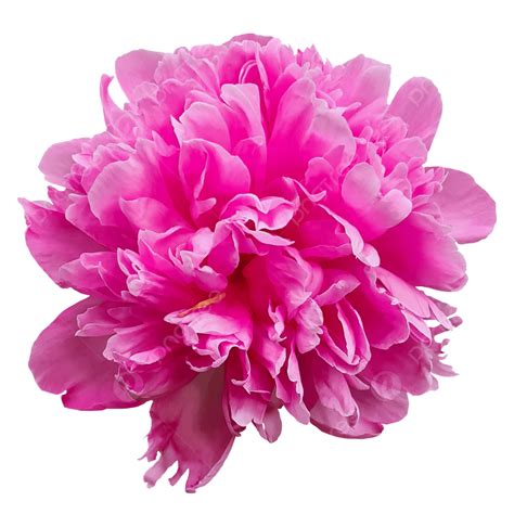 Pink Peony Flower White Transparent, Pink Peony Flower Close Up, Pink ...