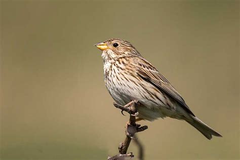 Corn Bunting | Bird Identification Guide | Bird Spot