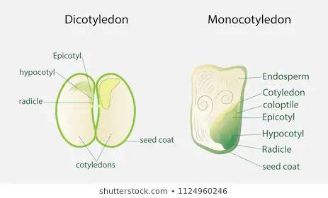 monocot seed diagram - Yahoo Image Search Results | Seeds, Diagram, Image search