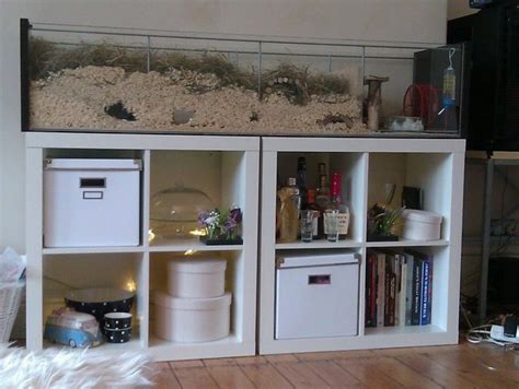 Gerbil Housing Pictures II | The Gerbil Forum