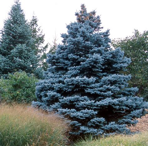 Colorado Blue Spruce (10 Pack) - York County Conservation District