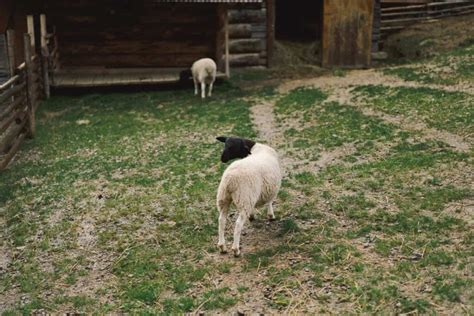 Dorper Sheep Farming in Kenya: Raising From Scratch for Breeding to ...