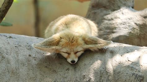 Fennec Fox Fact Sheet | Blog | Nature | PBS