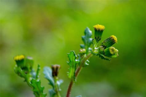 Common Groundsel - Minneopa Orchards