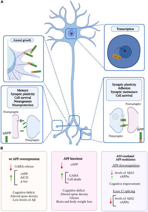 Frontiers | Knockdown of Amyloid Precursor Protein: Biological Consequences and Clinical ...