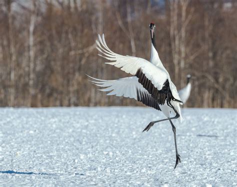 Dancing Crane | Animal wallpaper, Pet birds, Bird