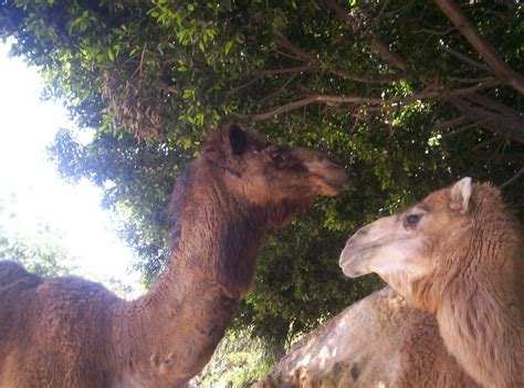 The Santa Ana Zoo at Prentice Park: Camels at the Santa ana Zoo!