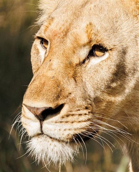 Close-Up Shot of a Lioness · Free Stock Photo