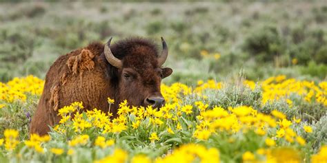 The North American Grasslands Conservation Act