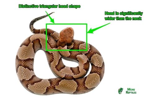 Life Cycle Of A Copperhead Snake