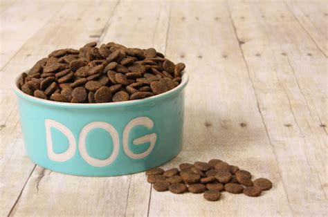 Best Dog Food For Corgi: 9 Brands Your Pooch Will Love