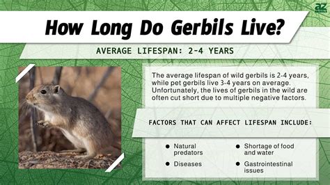 Gerbil Lifespan: How Long Do Gerbils Live? - A-Z Animals