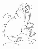 Free Walrus Coloring Page Download Png  sketch template