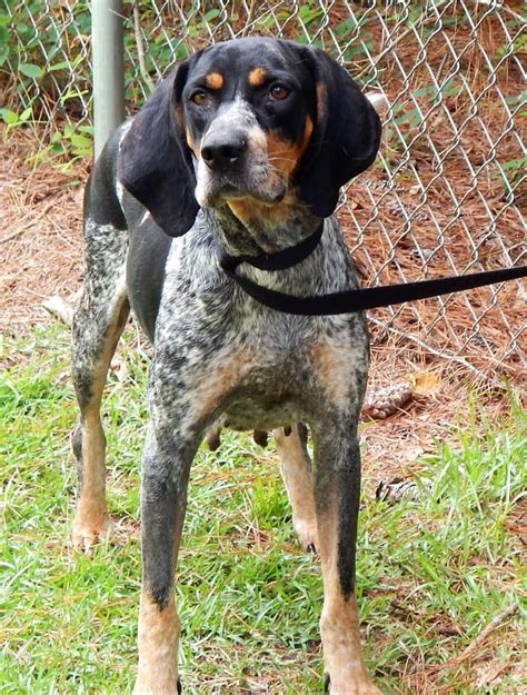 Dog • Bluetick Coonhound • Adult • Female • Large Bulloch County Animal ...