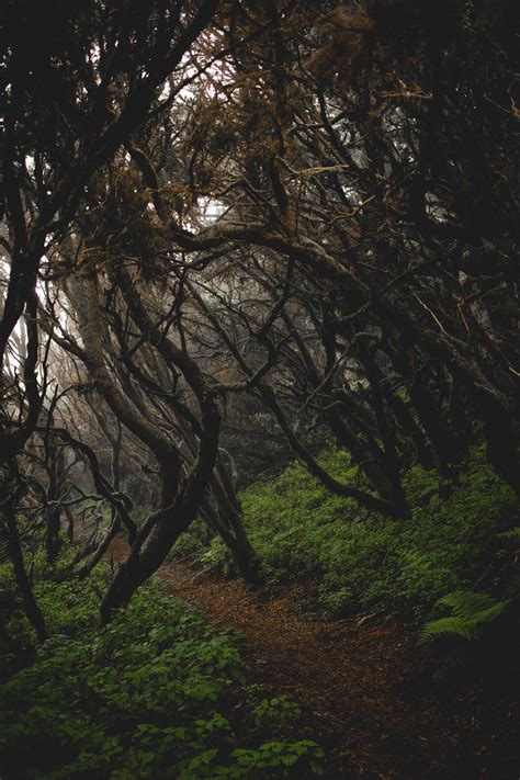 Foggy forest, trees and animals on Behance