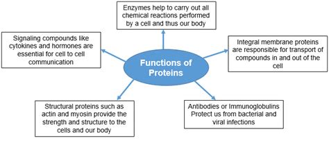 Protein Synthesis Definition