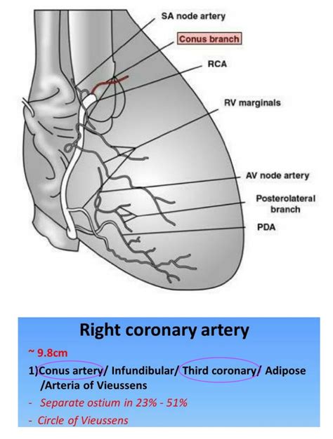 Conus Artery / Third Coronary Artery ( Branch of RCA ) | Arteries ...