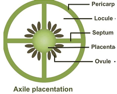 Placentation: Marginal, Axile, Parietal, Free Central and Basal - Biology for Grade 11 PDF Download