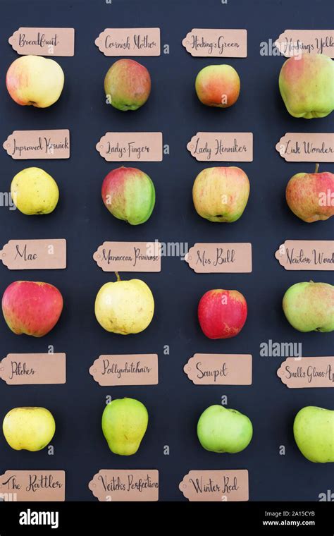 Old english apple varieties hi-res stock photography and images - Alamy