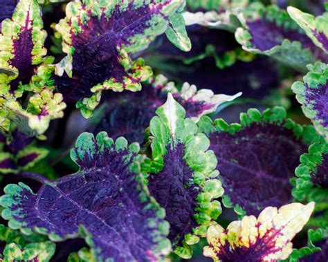 Coleus propagation: how to get more plants | Gardeningetc