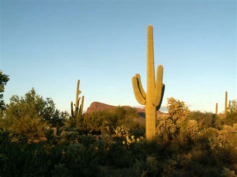 Saguaro Cactus and Landscape in Saguaro National Park, Arizona image - Free stock photo - Public ...