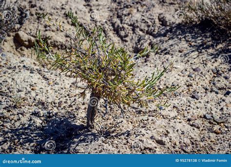 Plants of the steppe. stock photo. Image of plants, light - 95278138