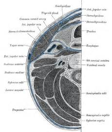 Sternohyoid muscle - wikidoc