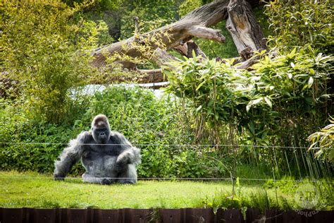 Longleat Safari Park | Animal Photography