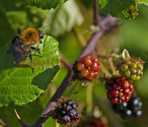 Rubus Fruticosus (Bramble) - Wildlife Natural