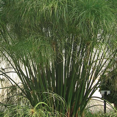 Graceful Grasses® King Tut® - Egyptian Papyrus - Cyperus papyrus ...