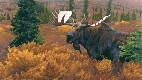 Moose Wallpaper