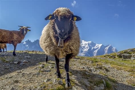 Sheep On The Mountain Free Stock Photo - Public Domain Pictures