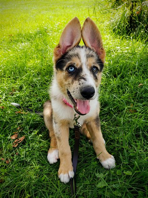 Blue! The 10 week old German Shepherd, Border Collie mix, learning to sit and stay. : r ...