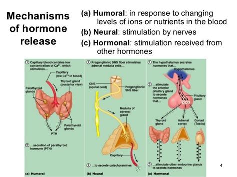 Endocrine system