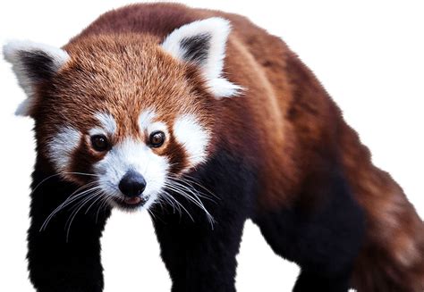 Red Panda PNG Transparent Red Panda.PNG Images. | PlusPNG